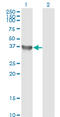 Glycogenin 1 antibody, LS-B4338, Lifespan Biosciences, Western Blot image 