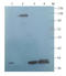 Desmocollin 1 antibody, orb101537, Biorbyt, Western Blot image 