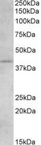 rCB2 antibody, LS-C54604, Lifespan Biosciences, Western Blot image 