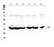 Mitochondrially Encoded NADH:Ubiquinone Oxidoreductase Core Subunit 4 antibody, A04180-1, Boster Biological Technology, Western Blot image 