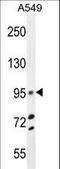 Tripartite Motif Containing 9 antibody, LS-C160213, Lifespan Biosciences, Western Blot image 