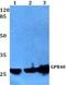 Free Fatty Acid Receptor 1 antibody, PA5-75351, Invitrogen Antibodies, Western Blot image 