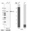 RAS P21 Protein Activator 2 antibody, NBP1-89794, Novus Biologicals, Western Blot image 