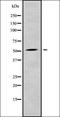 RasGEF Domain Family Member 1C antibody, orb338605, Biorbyt, Western Blot image 