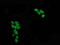 p53 antibody, LS-C172912, Lifespan Biosciences, Immunofluorescence image 