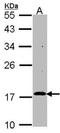 Regulator Of G Protein Signaling 17 antibody, NBP1-33694, Novus Biologicals, Western Blot image 