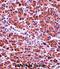 Chymotrypsin Like Elastase 3B antibody, abx027596, Abbexa, Immunohistochemistry frozen image 
