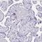 Uncharacterized protein C1orf222 antibody, HPA028521, Atlas Antibodies, Immunohistochemistry frozen image 