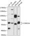 Coronin 2A antibody, 15-559, ProSci, Western Blot image 
