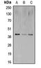 CAMP Responsive Element Binding Protein 1 antibody, MBS822128, MyBioSource, Western Blot image 