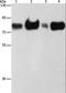 Acyl-CoA Synthetase Long Chain Family Member 4 antibody, LS-C401332, Lifespan Biosciences, Western Blot image 