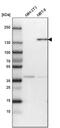 Cingulin antibody, PA5-55673, Invitrogen Antibodies, Western Blot image 
