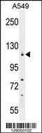 Cilia And Flagella Associated Protein 44 antibody, TA324413, Origene, Western Blot image 