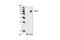 Transforming Growth Factor Beta 1 Induced Transcript 1 antibody, 4914S, Cell Signaling Technology, Immunoprecipitation image 