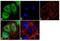 Fermitin family homolog 1 antibody, 710862, Invitrogen Antibodies, Immunofluorescence image 