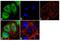 Fermitin Family Member 1 antibody, 710862, Invitrogen Antibodies, Immunofluorescence image 