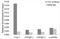 CCCTC-Binding Factor antibody, 14-881, ProSci, Chromatin Immunoprecipitation image 