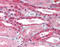 Solute Carrier Family 2 Member 10 antibody, AP07454PU-N, Origene, Immunohistochemistry frozen image 