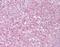 Telomeric Repeat Binding Factor 2 antibody, orb95293, Biorbyt, Immunohistochemistry paraffin image 