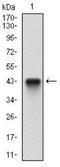 Retroviral integration site protein Fli-1 antibody, NBP2-37359, Novus Biologicals, Western Blot image 