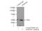 Adiponectin Receptor 2 antibody, 14361-1-AP, Proteintech Group, Immunoprecipitation image 