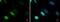 Thymine DNA Glycosylase antibody, NBP2-20627, Novus Biologicals, Immunofluorescence image 