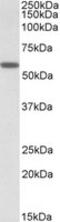 DIX Domain Containing 1 antibody, MBS421868, MyBioSource, Western Blot image 