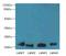 Leucine Rich Repeat Containing 20 antibody, LS-C399449, Lifespan Biosciences, Western Blot image 