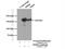 MutS Homolog 6 antibody, 18120-1-AP, Proteintech Group, Immunoprecipitation image 