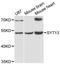 KIAA1427 antibody, LS-C747922, Lifespan Biosciences, Western Blot image 