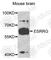 Estrogen Related Receptor Gamma antibody, A3853, ABclonal Technology, Western Blot image 