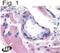 Bombesin Receptor Subtype 3 antibody, OPA1-15483, Invitrogen Antibodies, Immunohistochemistry paraffin image 