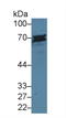 CD6 Molecule antibody, LS-C314667, Lifespan Biosciences, Western Blot image 