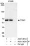 Target Of Myb1 Membrane Trafficking Protein antibody, A301-361A, Bethyl Labs, Immunoprecipitation image 