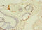 Solute Carrier Family 25 Member 4 antibody, orb356763, Biorbyt, Immunohistochemistry paraffin image 
