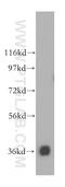 Malate Dehydrogenase 1 antibody, 15904-1-AP, Proteintech Group, Western Blot image 