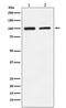 Glutamate Ionotropic Receptor AMPA Type Subunit 2 antibody, M02905, Boster Biological Technology, Western Blot image 
