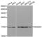 Mago Homolog, Exon Junction Complex Subunit antibody, abx004643, Abbexa, Western Blot image 