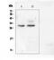 Programmed Cell Death 10 antibody, PA5-79791, Invitrogen Antibodies, Western Blot image 