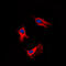 Adenosine A2b Receptor antibody, GTX54903, GeneTex, Immunofluorescence image 