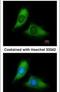 BCL2 Interacting Protein 3 Like antibody, PA5-29385, Invitrogen Antibodies, Immunofluorescence image 