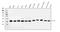 COP9 Signalosome Subunit 5 antibody, PB9490, Boster Biological Technology, Western Blot image 