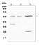 Interleukin 23 Receptor antibody, A00607-1, Boster Biological Technology, Western Blot image 