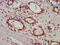Guanylate Binding Protein 4 antibody, CSB-PA853481LA01HU, Cusabio, Immunohistochemistry frozen image 
