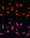 Zinc Finger Protein 264 antibody, 15-364, ProSci, Immunofluorescence image 