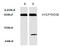 Heat Shock Protein 90 Alpha Family Class B Member 1 antibody, AP06176PU-N, Origene, Western Blot image 