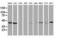 Hydroxyacid Oxidase 1 antibody, LS-C785372, Lifespan Biosciences, Western Blot image 