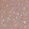 Hydroxyacylglutathione Hydrolase Like antibody, NBP2-68980, Novus Biologicals, Immunohistochemistry paraffin image 