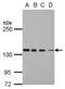DEAD-Box Helicase 46 antibody, NBP2-16138, Novus Biologicals, Western Blot image 