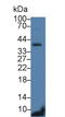 CD79b Molecule antibody, LS-C294573, Lifespan Biosciences, Western Blot image 